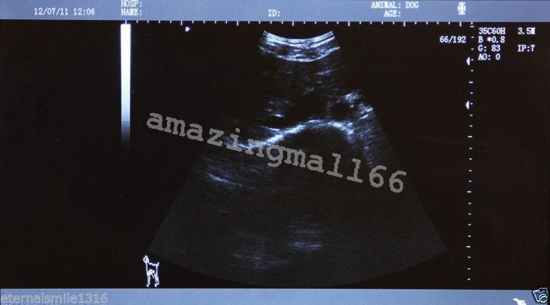 Veterianry Full Digital Laptop Ultrasound Scanner Micro-Convex Probe Battery AA DIAGNOSTIC ULTRASOUND MACHINES FOR SALE