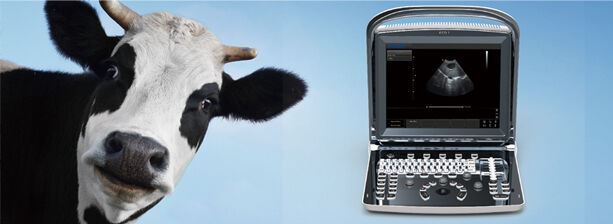 Con Batería Bovino, Equino, Veterinario Portátil Ultrasonidos Máquina, ECO1Vet DIAGNOSTIC ULTRASOUND MACHINES FOR SALE